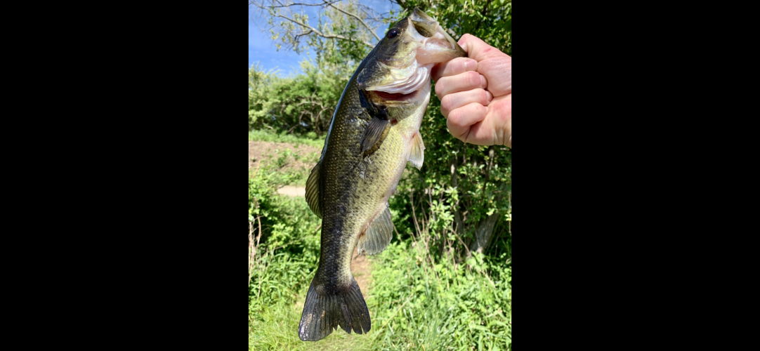 Bass