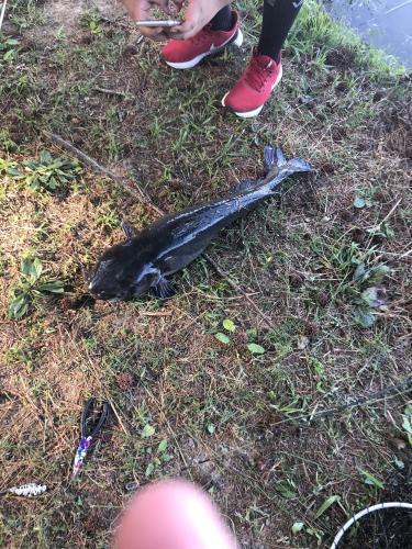 Nice Catfish