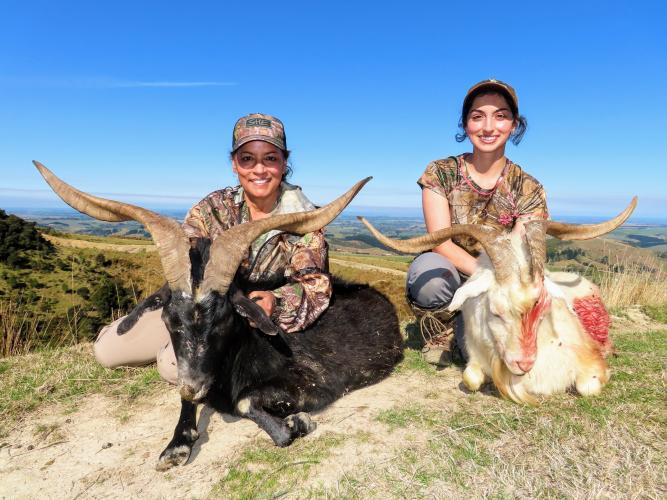 2020 New Zealand Alpine Goats