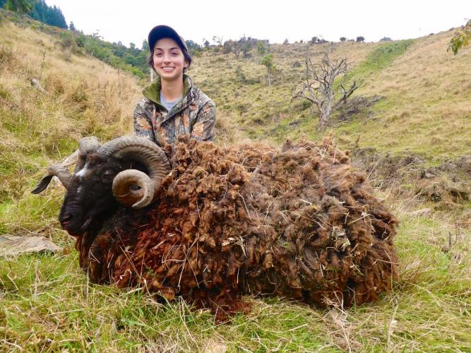 2020 New Zealand Arapawa Ram
