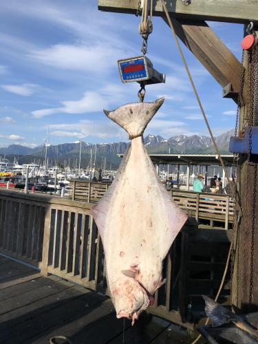 Big Flounder hanging from a scale
