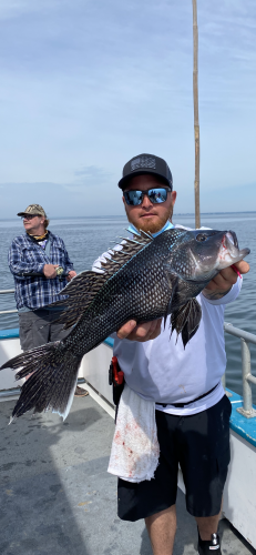 Anagler holding black sea bass