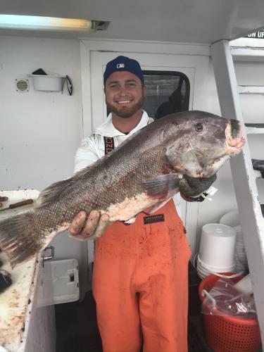Anger & large porgie fish