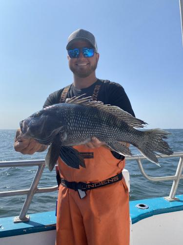 Saltwater black sea bass