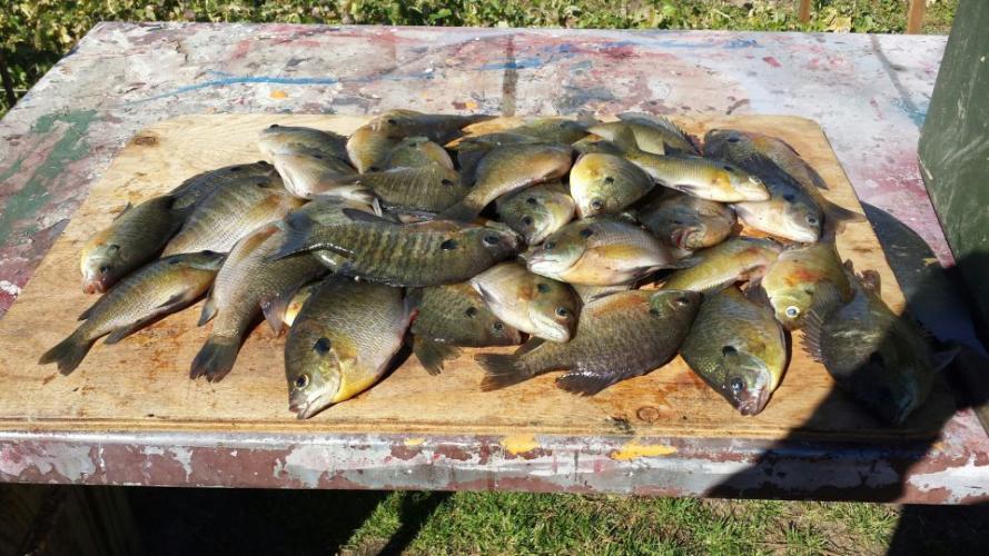 Braggin' Board Photo: Bream