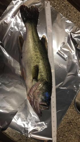 Braggin' Board Photo: Nice Bass