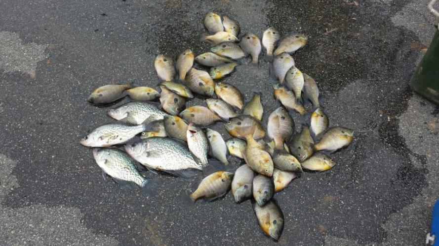 Braggin' Board Photo: 46 bream & 5 crappie in Pee Dee River