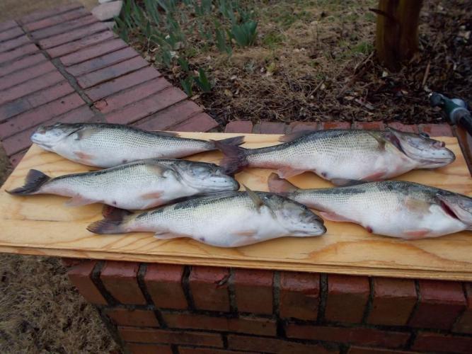 Lake Lanier Spots Braggin' Board Photo: Lake Lanier Spots