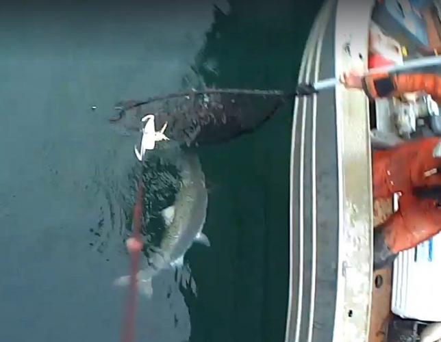 Braggin' Board Photo: Salmon