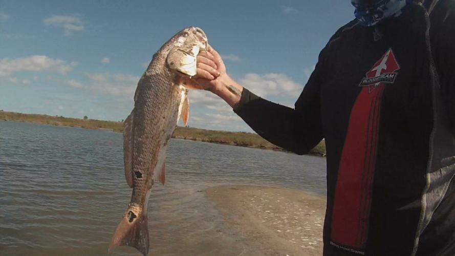 Braggin' Board Photo: Super Shrimp Really Works