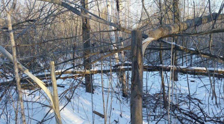 Braggin' Board Photo: Clearing the land