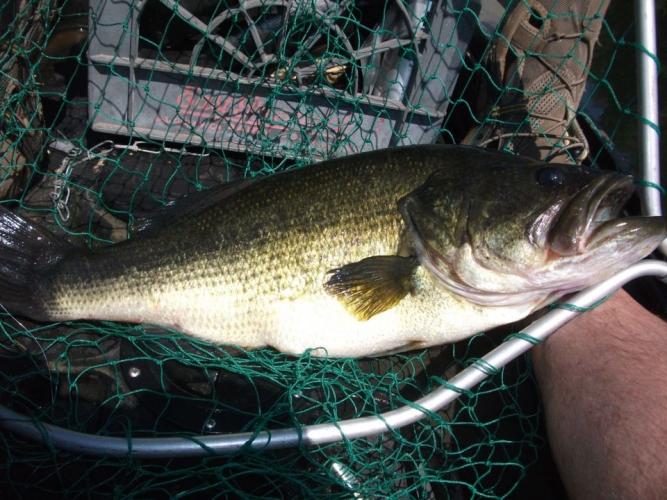 Braggin' Board Photo: Nice size largemouth