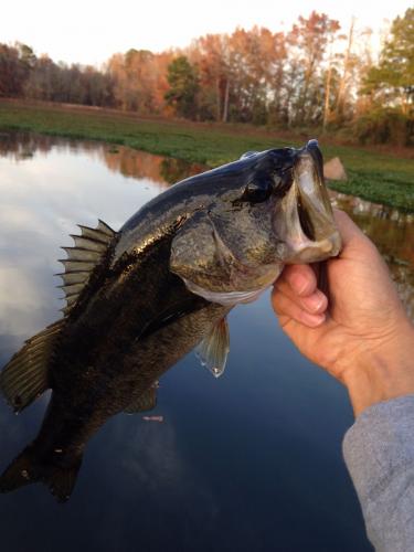 Braggin' Board Photo: Bass