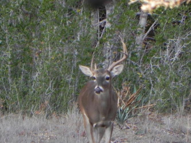 Braggin' Board Photo: Deer