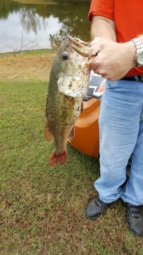 Braggin' Board Photo: Big Bass