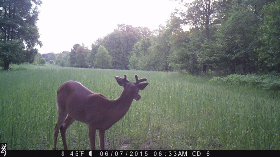 Braggin' Board Photo: Deer in food plot