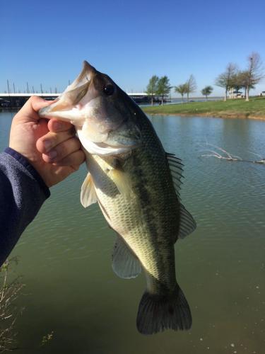 Braggin' Board Photo: North Texas Bass