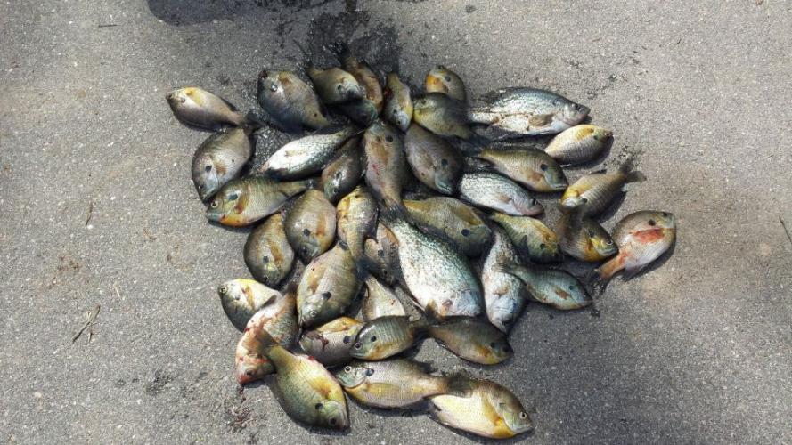 Braggin' Board Photo: Good Days Catch