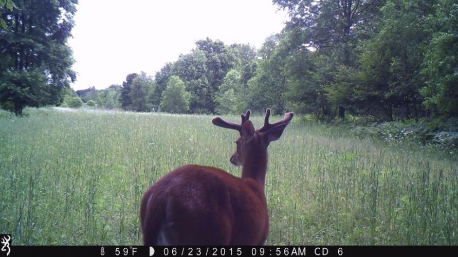 Braggin' Board Photo: Game Camera - Buck