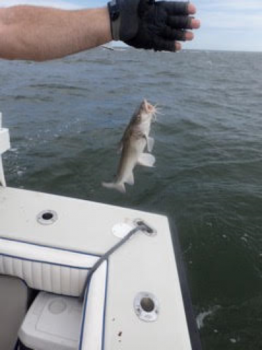 Braggin' Board Photo: Fising in the deep blue sea