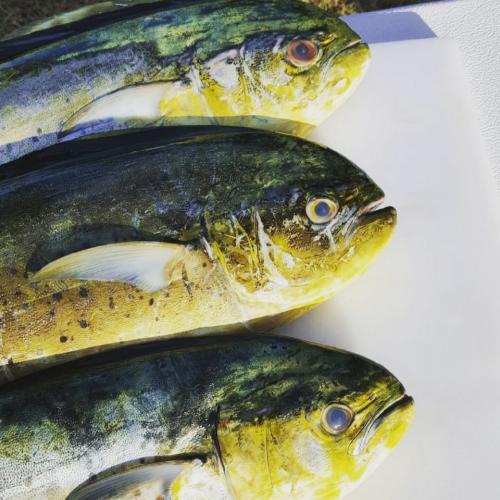 Braggin' Board Photo: Dolphinfish