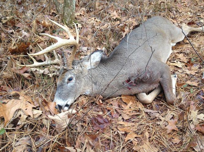 Braggin' Board Photo: 2014 Deer Season Buck