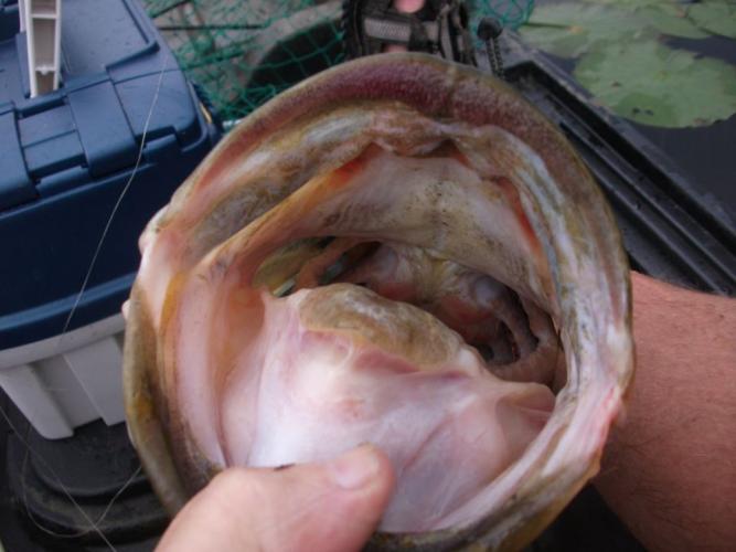 Braggin' Board Photo: Open Wide