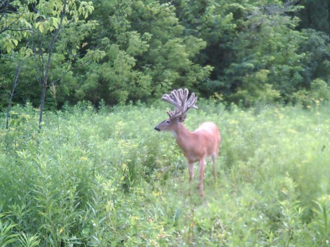 Braggin' Board Photo: Velvet Photo 2014 Minneso