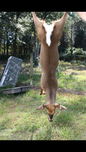 Braggin' Board Photo: Buck