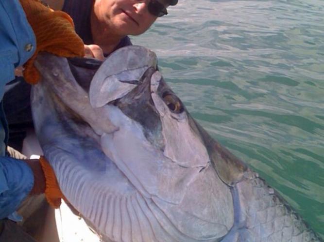 Braggin' Board Photo: Tarpon image