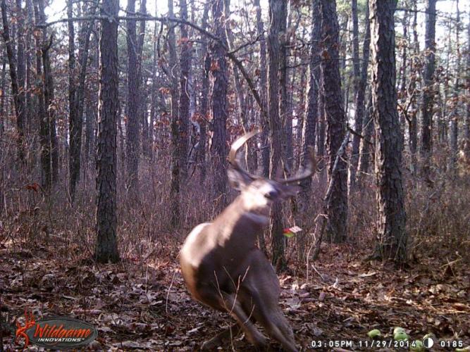 Braggin' Board Photo: Bow Season Buck