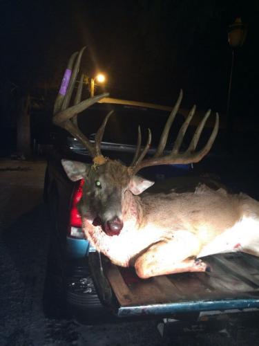 Braggin' Board Photo: deer