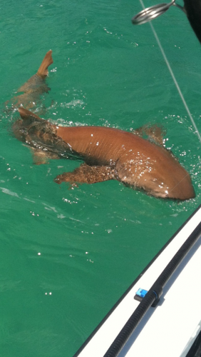 Braggin' Board Photo: Shark