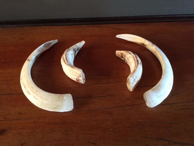 Braggin' Board Photo: Big Hog Tusks