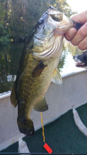 River Fishing Florida Braggin' Board Photo: River Fishing Florida