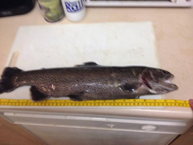 Braggin' Board Photo: trout 1