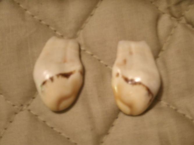 Ivory 2 Braggin' Board Photo: Ivory 2