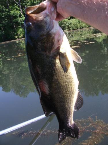 Braggin' Board Photo: Nice Big Bucket Mouth
