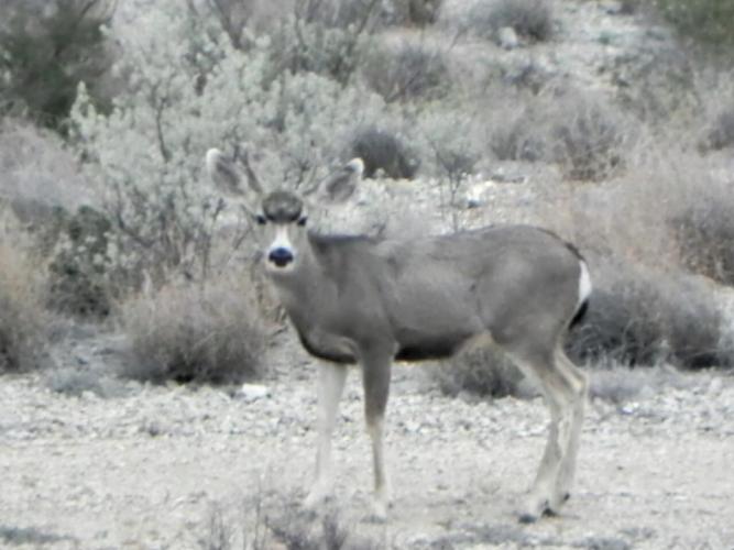 Braggin' Board Photo: Buck
