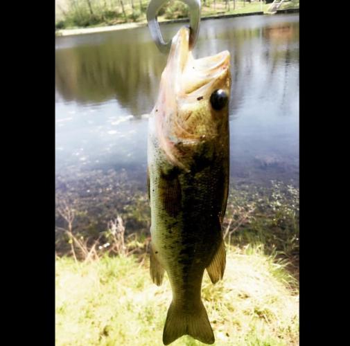 Braggin' Board Photo: Caught a Bass