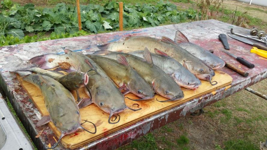 Braggin' Board Photo: Cold Water Catfish