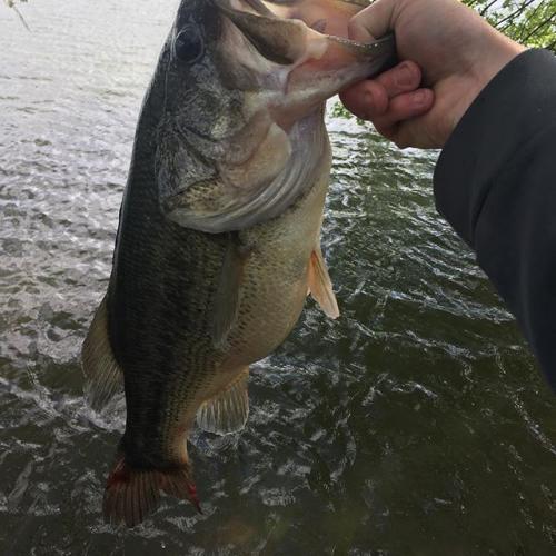 Braggin' Board Photo: 6.5 lb Missouri catch
