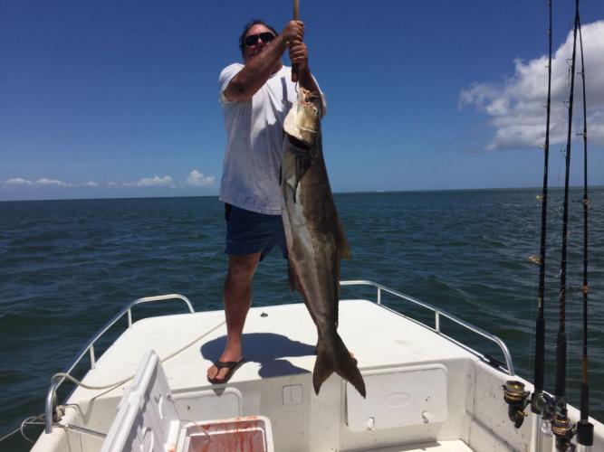Braggin' Board Photo: 60 lb Cobia