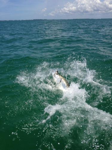 Braggin' Board Photo: tarpon  dave  miller