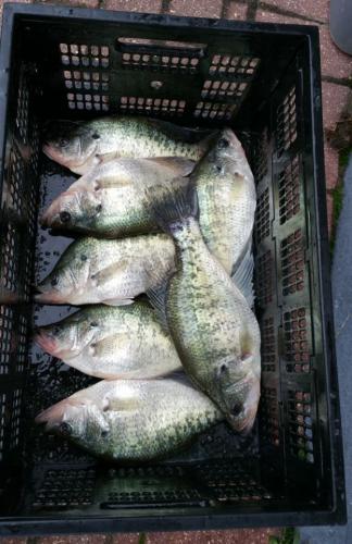 Crate of Crappie Braggin' Board Photo: Crate of Crappie