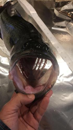 Braggin' Board Photo: Open wide Bass