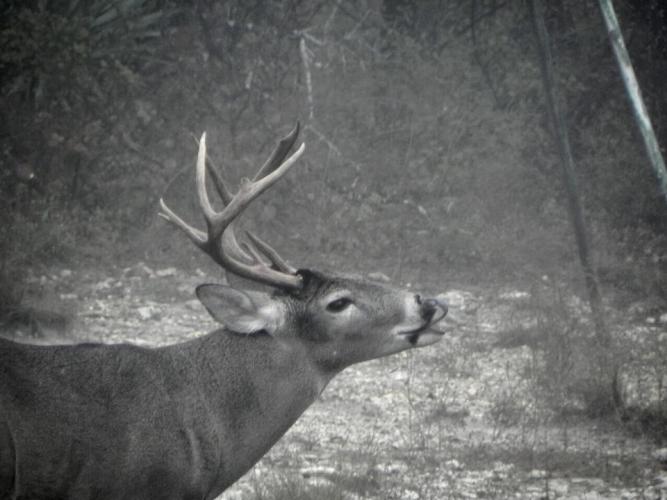 Braggin' Board Photo: Deer