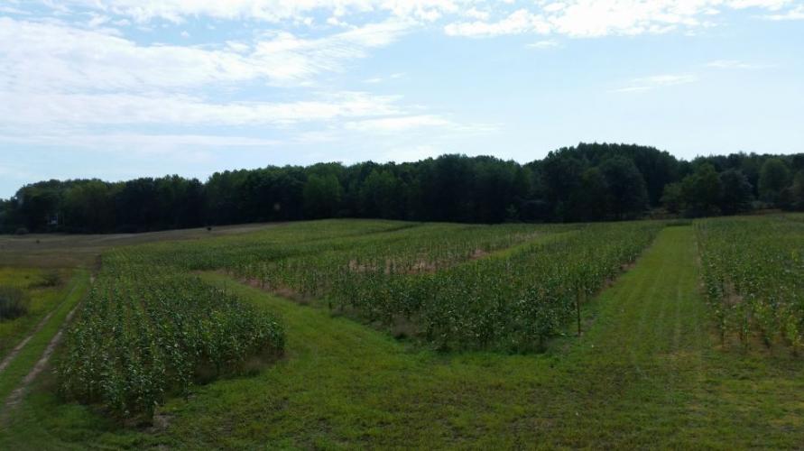 Braggin' Board Photo: Food Plots