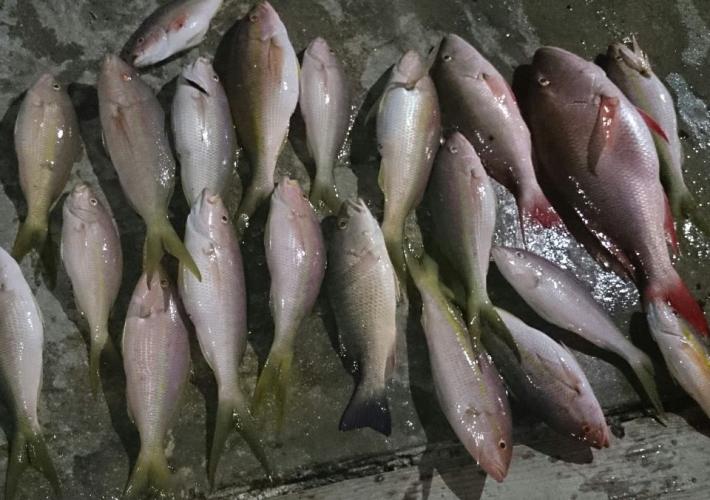 Braggin' Board Photo: Days catch