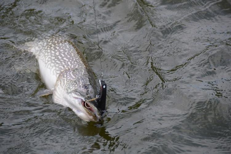 Northern Pike Braggin' Board Photo: Northern Pike
